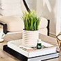 Lifelines Fir Needle & Pine Evaporative Aromatherapy Essential Oil Grass Plant Diffuser (11-1608)~#|#~DD678F02-EBF4-40BA-944105D93B09BCFF_sc7