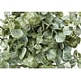 Monarch Specialties Inc. 13" Artificial Eucalyptus Grass Plant in Pot, 2/Set (I 9560)~#|#~DD682D0D-CCBA-44B2-A808A456D74D6576_sc7