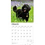 2026 BrownTrout Poodles 12" x 12" Monthly Wall Calendar (9798330705160)~#|#~DD6C036A-0BC2-4989-A8FD8270DFECF1B7_sc7