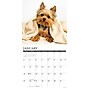 2026 Willow Creek Yorkies 12" x 12" Monthly Wall Calendar (53379)~#|#~DDA53F4A-382F-4915-BC5A7354845D1166_sc7