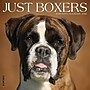 2026 Willow Creek Boxers 12" x 12" Monthly Wall Calendar (50378)~#|#~DDEBA83C-0F1D-49A6-B54EE35131727936_sc7