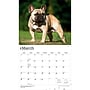 2027 BrownTrout For the Love of French Bulldogs 14" x 12" Monthly Wall Calendar, Assorted Colors (9798330714704)~#|#~DE5CAFEA-ADE1-43D8-ABEB0955CFD1BF1C_sc7