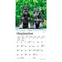 2027 BrownTrout Schnauzer Puppies 7" x 7" Monthly Wall Calendar (9798330710072)~#|#~DE932517-9CB3-4A0D-92FCD6F2F4BD6BB1_sc7