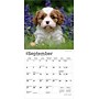 2026 BrownTrout Cavalier King Charles Spaniel Puppies 7" x 7" Monthly Wall Calendar (9798330702800)~#|#~DEC71E4F-E0D4-4871-8FD85CC12045C9AF_sc7