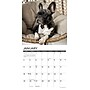 2026 Willow Creek French Bulldogs 12" x 12" Monthly Wall Calendar (51177)~#|#~DEC7784A-A190-44C2-B203B2130A64EBD5_sc7