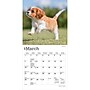 2027 BrownTrout Cavalier King Charles Spaniel Puppies 7" x 7" Monthly Wall Calendar, Assorted Colors (9798330709953)~#|#~DED1A6E2-D5DA-4518-AFD520A807938A1D_sc7