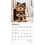 2026 BrownTrout Yorkshire Terrier Puppies 7" x 7" Monthly Wall Calendar (9798330706433)~#|#~DF07C57D-02F5-4F5E-B2CEC11A2BE2C78F_sc7