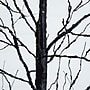 Nearly Natural Pre-Lit Halloween Black Twig Artificial Tree, 8' (T5169)~#|#~DF3AE8E3-FC51-4C9C-83E0F139DE7E194C_sc7