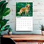 2026 BrownTrout For the Love of Golden Retrievers 14" x 12" Monthly Wall Calendar (9798330707157)~#|#~DF474101-A4B3-41E6-9A90C79223C0FFD3_sc7