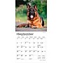 2026 BrownTrout German Shepherds 7" x 7" Monthly Wall Calendar (9798330707690)~#|#~DFAD8314-0ACD-462F-A58145DDD4E6341B_sc7