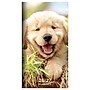 2026-2027 TF Publishing Dog 3.5" x 6.5" Monthly, Paperboard Cover, Multicolored (26-7016)~#|#~DFD43CB0-4779-4C8D-A05AFF431DC5E92A_sc7
