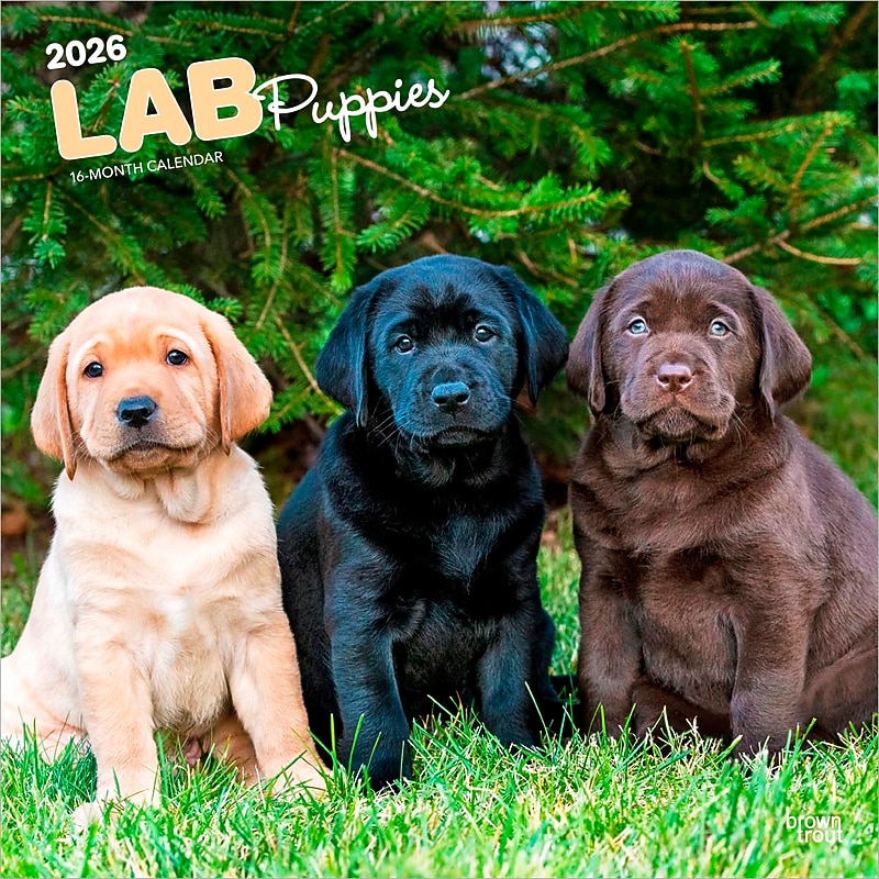 2026 BrownTrout Labrador Retriever Puppies 12" x 12" Monthly Wall Calendar (9798330704170) image 1