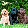 2026 BrownTrout Labrador Retriever Puppies 12" x 12" Monthly Wall Calendar (9798330704170)~#|#~DFFEC189-B054-4BF0-ABB3B20CC8187AA3_sc7