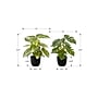 Monarch Specialties Inc. 13" Artificial Monstera and Calthea in Pot, 2/Set (I 9584)~#|#~E077C218-32F0-41DE-8834665625489C47_sc7