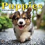 2026 TF Publishing Puppies 12" x 12" Monthly Wall Calendar, Multi (26-1025)~#|#~E0DF851A-2ED7-49C4-9A944B95F6311D08_sc7