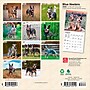 2026 BrownTrout Blue Heelers 7" x 7" Monthly Wall Calendar (9798330702510)~#|#~E0EE9C8B-38DC-4BA4-96C09C79A2AEF079_sc7