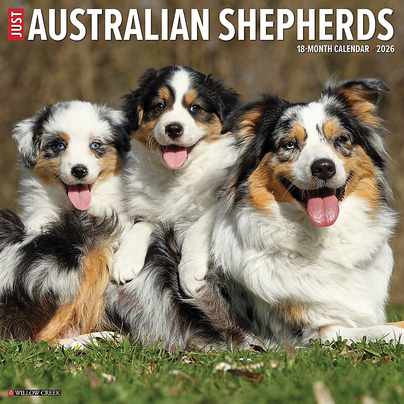 2026 Willow Creek Australian Shepherds 12" x 12" Monthly Wall Calendar (49983) image 1