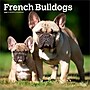 2026 BrownTrout French Bulldogs 12" x 12" Monthly Wall Calendar (9798330703302)~#|#~E1203F88-4D28-4DF9-AB1DD272DE95FD2B_sc7