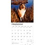 2026 BrownTrout Collies 12" x 12" Monthly Wall Calendar (9798330702985)~#|#~E12057B9-6B06-4DC6-A2873BE9E4C13F91_sc7