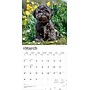 2026 BrownTrout Shih Tzu 12" x 12" Monthly Wall Calendar (9798330705535)~#|#~E1E91F52-DF2B-46D1-8C43849DEEAA3083_sc7