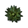 Monarch Specialties Inc. 8" Artificial Succulent Plant in Pot, 2/Set (I 9363)~#|#~E313BA4D-CDF9-4C1F-A2E622DF95213E4D_sc7