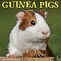 2027 Willow Creek Guinea Pigs 12" x 12" Monthly Wall Calendar (60582)~#|#~E34B9686-A76B-460F-B8B7FE3E74AD1CC1_sc7