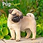 2026 BrownTrout Pug Puppies 7" x 7" Monthly Wall Calendar (9798330705214)~#|#~E3DC1C02-BFCA-44A4-A5DD7F211F29A8EC_sc7