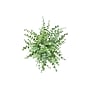 Monarch Specialties Inc. 16" Artificial Eucalyptus Grass in Pot, 2/Set (I 9368)~#|#~E4536DA0-35C8-4628-A2AE363784A85ED7_sc7