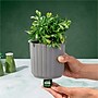 Lifelines Fir Needle & Pine Evaporative Aromatherapy Essential Oil Boxwood Plant Diffuser (11-1611)~#|#~E4911F6F-6E2D-40D9-8C5D2662BC209FFA_sc7