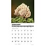 2026 Willow Creek Mushrooms 12" x 12" Monthly Wall Calendar (52068)~#|#~E491D876-DF81-4F1D-9A3366BFFD32B2A0_sc7