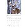2026 Willow Creek Whitetail Monarchs 12" x 12" Monthly Wall Calendar (53249)~#|#~E49EF538-E6B8-4C3A-BD8BC7C29D80CE98_sc7