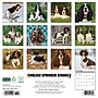 2026 Willow Creek English Springer Spaniels 12" x 12" Monthly Wall Calendar (51047)~#|#~E4BC05E5-279B-4464-BD621A9497D92215_sc7
