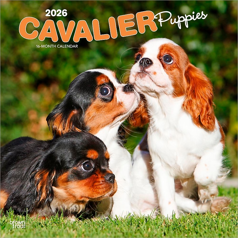 2026 BrownTrout Cavalier King Charles Spaniel Puppies 12" x 12" Monthly Wall Calendar (9798330702817) image 1