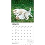 2027 BrownTrout Siberian Husky Puppies 12" x 12" Monthly Wall Calendar (9798330712700)~#|#~E50D19CD-420D-40CE-BAC5E52746E89F8C_sc7