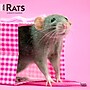 2026 BrownTrout Rats 12" x 12" Monthly Wall Calendar (9798330705313)~#|#~E56FACC0-FC67-4ED0-96B9BEC40F65507F_sc7