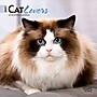 2027 BrownTrout Cat Lovers 7" x 7" Monthly Wall Calendar, Assorted Colors (9798330709717)~#|#~E5944339-1525-4598-BFDDDE0D162E57CE_sc7
