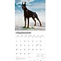 2026 BrownTrout Dobermans 12" x 12" Monthly Wall Calendar (9798330703159)~#|#~E5A10F67-16E0-474A-BBDBAC60E17B19A9_sc7
