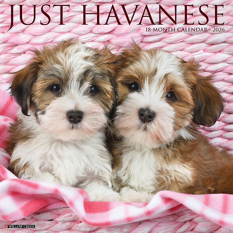 2026 Willow Creek Havanese 12" x 12" Monthly Wall Calendar (51443) image 1