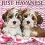 2026 Willow Creek Havanese 12" x 12" Monthly Wall Calendar (51443)~#|#~E5A8F97B-2D17-40E0-A95A07F8FD867744_sc7
