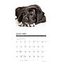 2026 Willow Creek Great Dane Puppies 12" x 12" Monthly Wall Calendar (55441)~#|#~E5DD3976-D335-4F6E-9CA455969CD34FE0_sc7