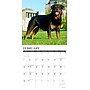 2027 Willow Creek Rottweilers 12" x 12" Monthly Wall Calendar, Assorted Colors (62104)~#|#~E67C1853-2F87-46B3-934C57F3CD858147_sc7