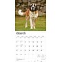 2026 BrownTrout Saint Bernards 12" x 12" Monthly Wall Calendar (9798330705405)~#|#~E6BA2C6F-03FC-4506-AFCC95ECE19F1B83_sc7