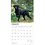 2026 BrownTrout Black Labrador Retrievers 12" x 12" Monthly Wall Calendar (9798330704248)~#|#~E75E4BD8-A30E-4F7B-A6C4C6DCD7987720_sc7