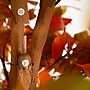 Nearly Natural 8' Autumn Ficus Artificial Fall Tree (T4767)~#|#~E86D4127-00A2-4FC8-82CDA618F57104AD_sc7