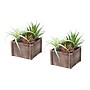 Monarch Specialties Inc. 10" Artificial Succulent in Pot, 2/Set (I 9371)~#|#~E86EDDF4-FD1A-4D0E-B511847A62B912A3_sc7