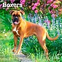 2026 BrownTrout Boxers International Edition 12" x 12" Monthly Wall Calendar (9798330702633)~#|#~E8D03652-829C-4975-AF8B860DF3BD7CD5_sc7