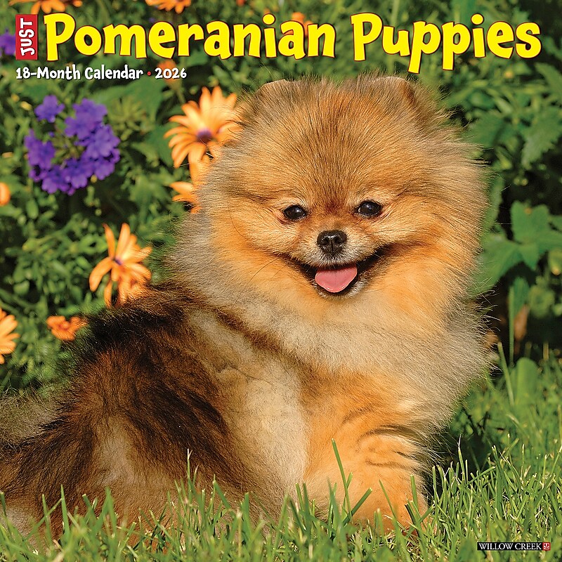 2026 Willow Creek Pomeranian Puppies 12" x 12" Monthly Wall Calendar (52419) image 1