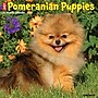 2026 Willow Creek Pomeranian Puppies 12" x 12" Monthly Wall Calendar (52419)~#|#~E8FE9408-5AF8-4B34-B232AAB391B71F8B_sc7