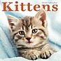 2026 TF Publishing Kittens 12" x 12" Monthly Wall Calendar, Multi (26-1013)~#|#~E9433570-3269-400F-8F7A353302DB0710_sc7