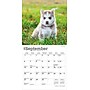 2026 BrownTrout Siberian Husky Puppies 7" x 7" Monthly Wall Calendar (9798330705597)~#|#~E96A62A0-34C0-40F7-AD21FB373A543870_sc7